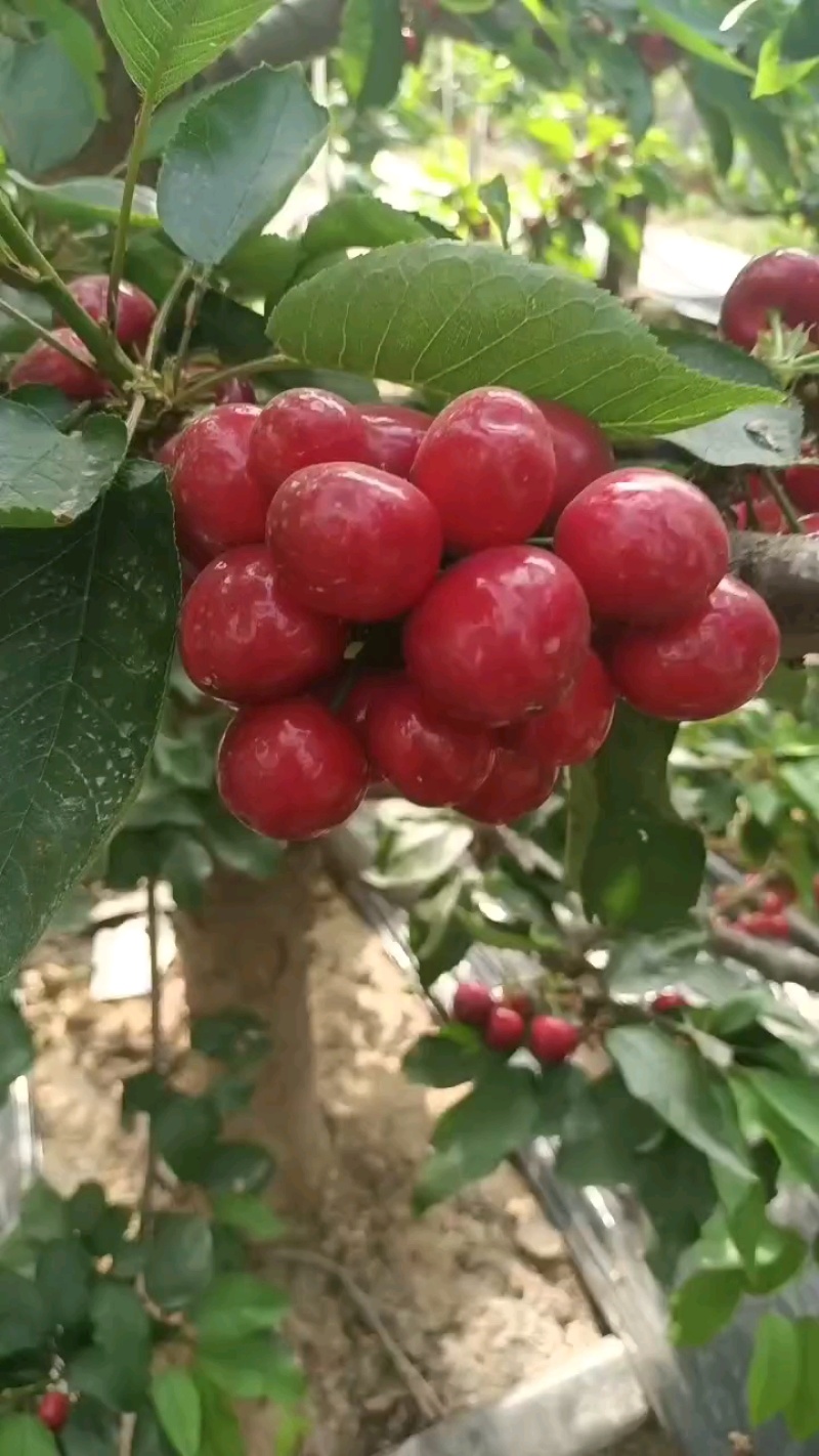 陕西大棚车厘子价格，陕西樱桃批发，樱桃直供
