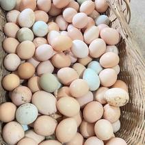 正宗皖南山林放养土鸡蛋，电商，优质原产地鸡场直发