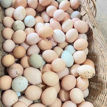 正宗皖南山林放养土鸡蛋，电商代发，优质原产地鸡场直发