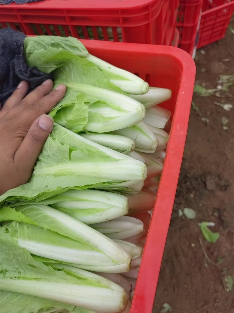 《奶白菜》快菜曹县小白菜基地现挖现发常年大量供应