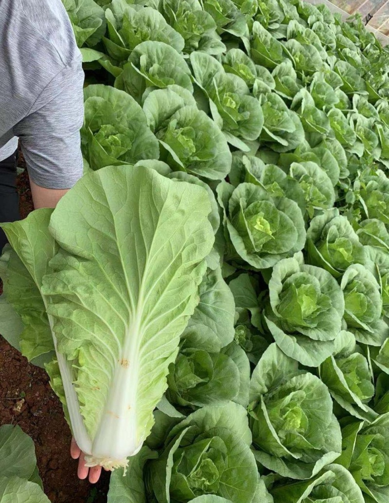 《奶白菜》快菜曹县小白菜基地现挖现发常年大量供应