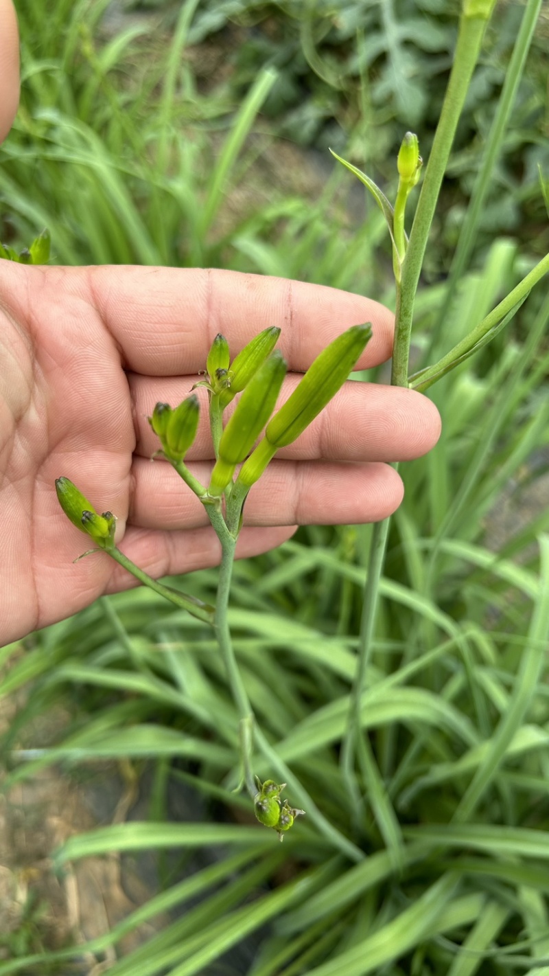 2024新鲜黄花菜