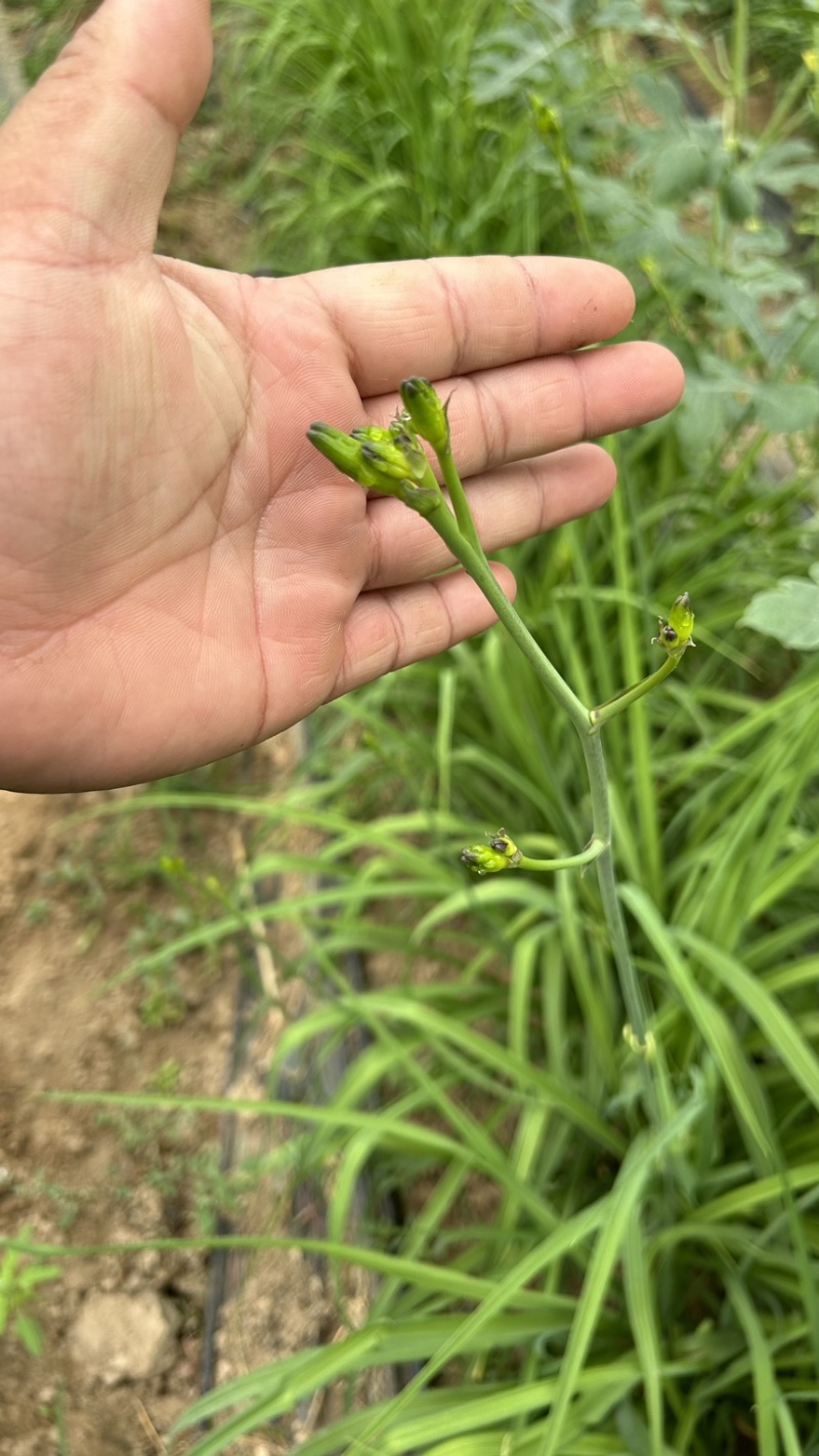 2024新鲜黄花菜