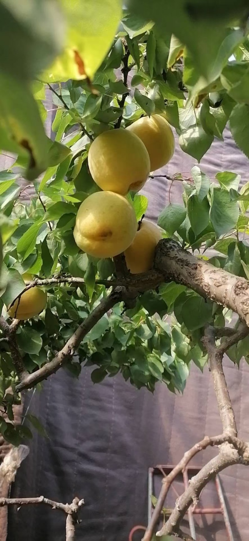 陕西金太阳杏大量供应，金太阳杏批发，金太阳杏