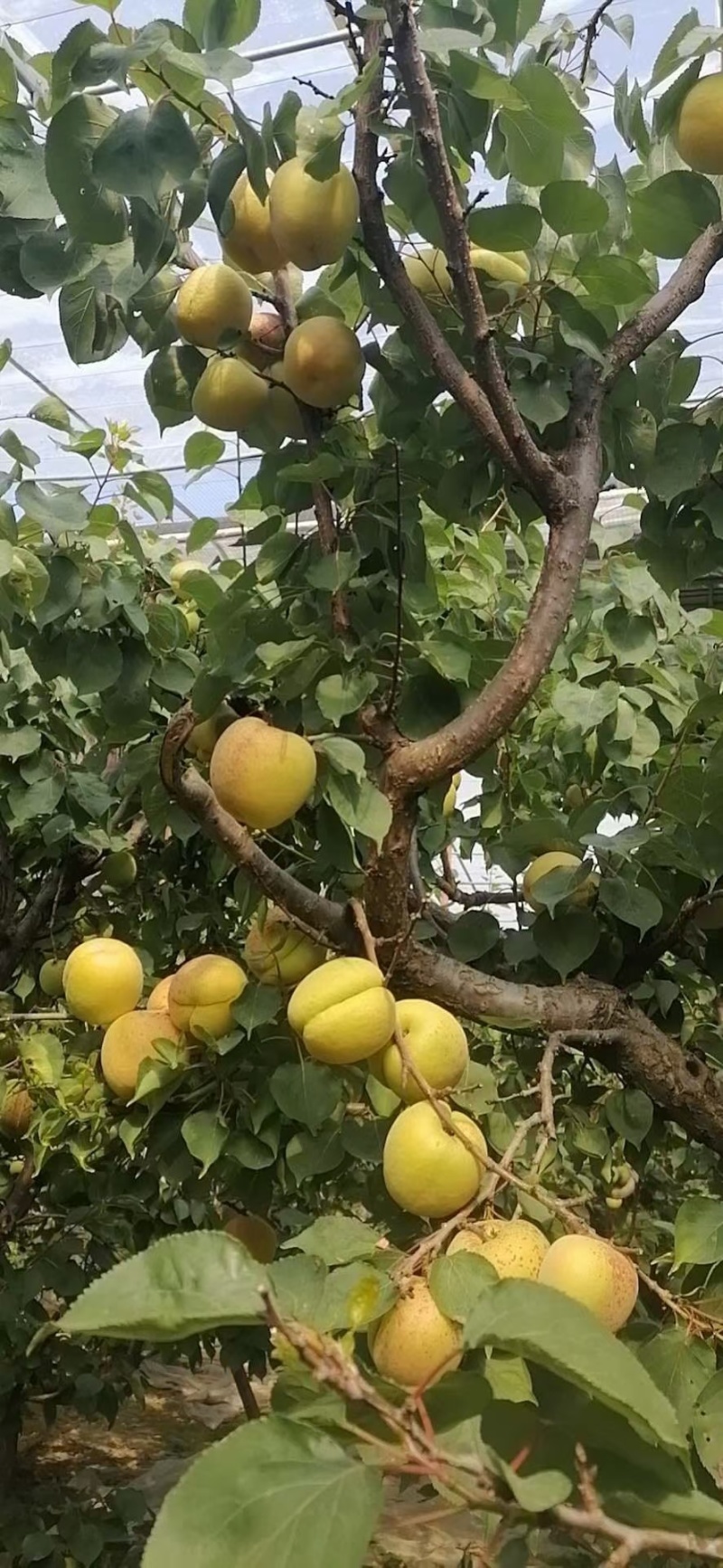 陕西金太阳杏大量供应，金太阳杏批发，金太阳杏