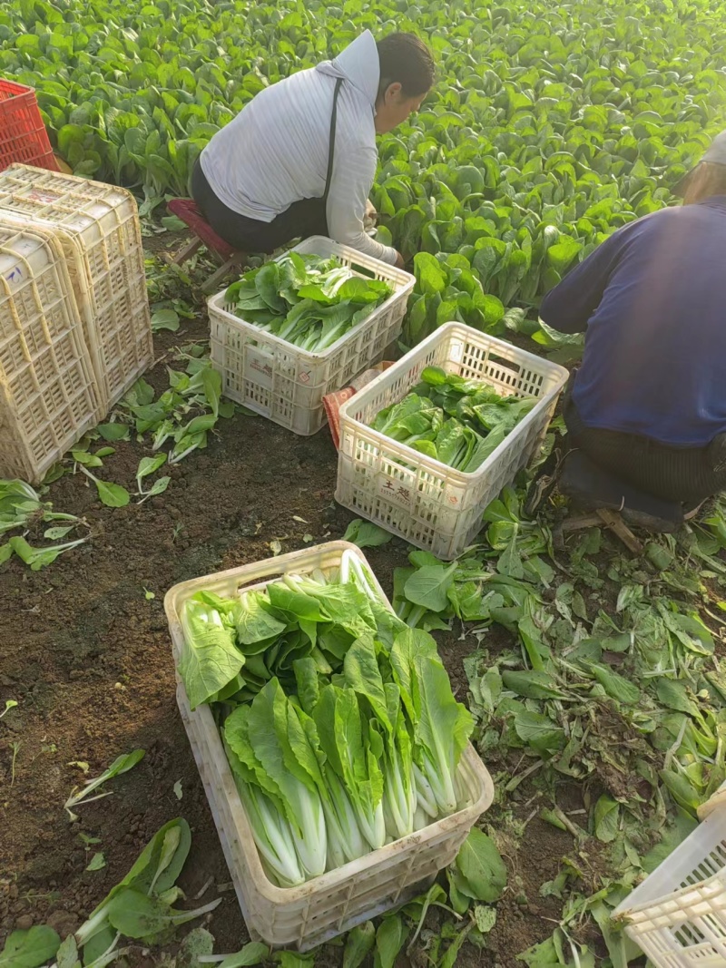 《奶白菜》快菜曹县小白菜基地现挖现发常年大量供应