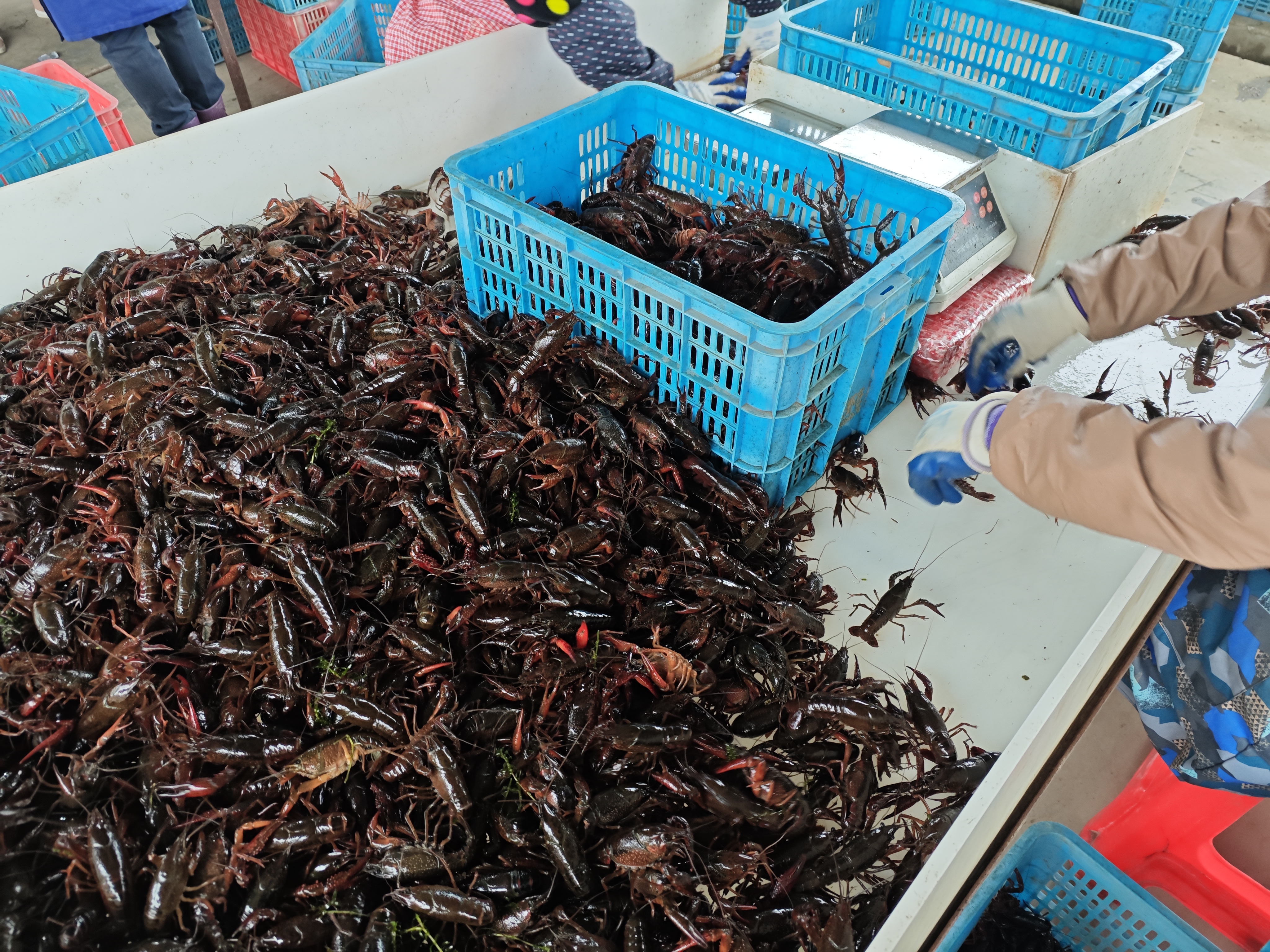 市场挑选小龙虾场景图