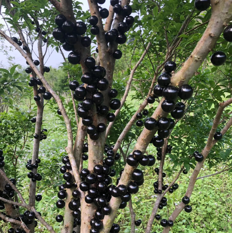 沙巴嘉宝果批发（自家果园种植）