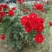 红帽月季月月红风花盆栽，黄帽花月季，北方庭院耐寒绿