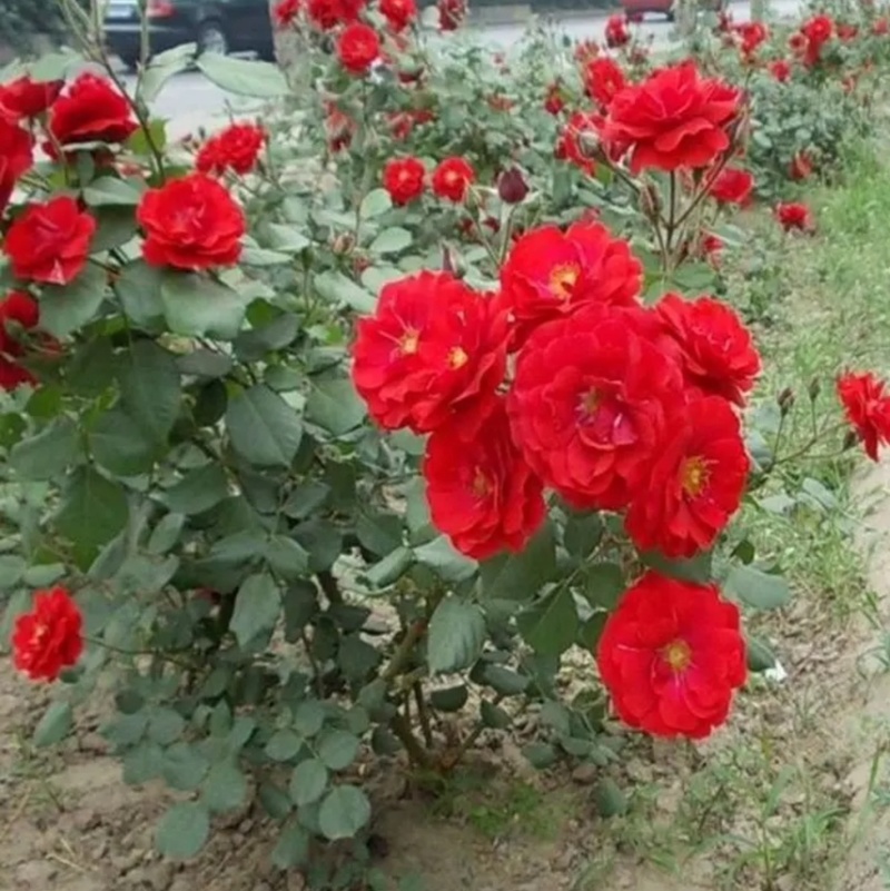 红帽月季月月红风花盆栽，黄帽花月季，北方庭院耐寒绿