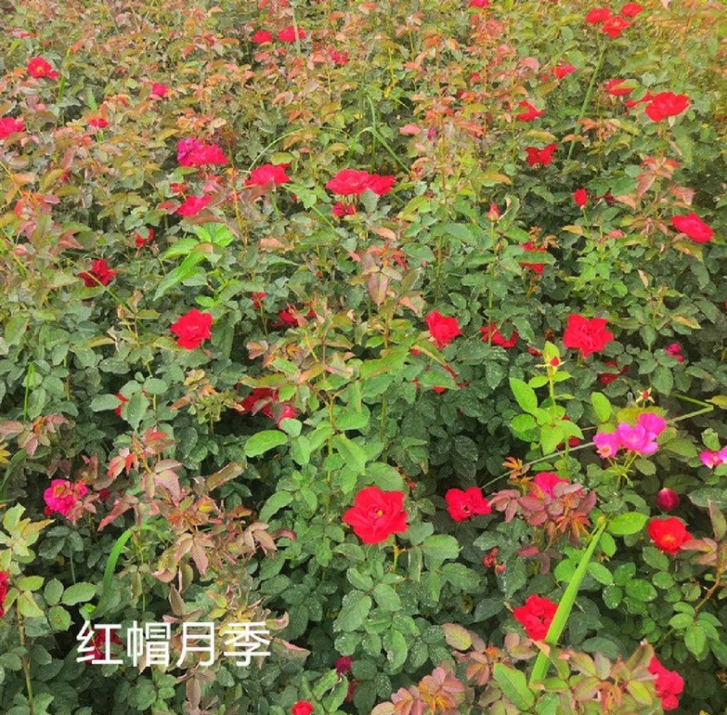 红帽月季月月红风花盆栽，黄帽花月季，北方庭院耐寒绿