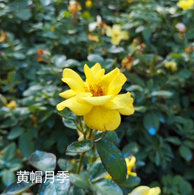 红帽月季月月红风花盆栽，黄帽花月季，北方庭院耐寒绿