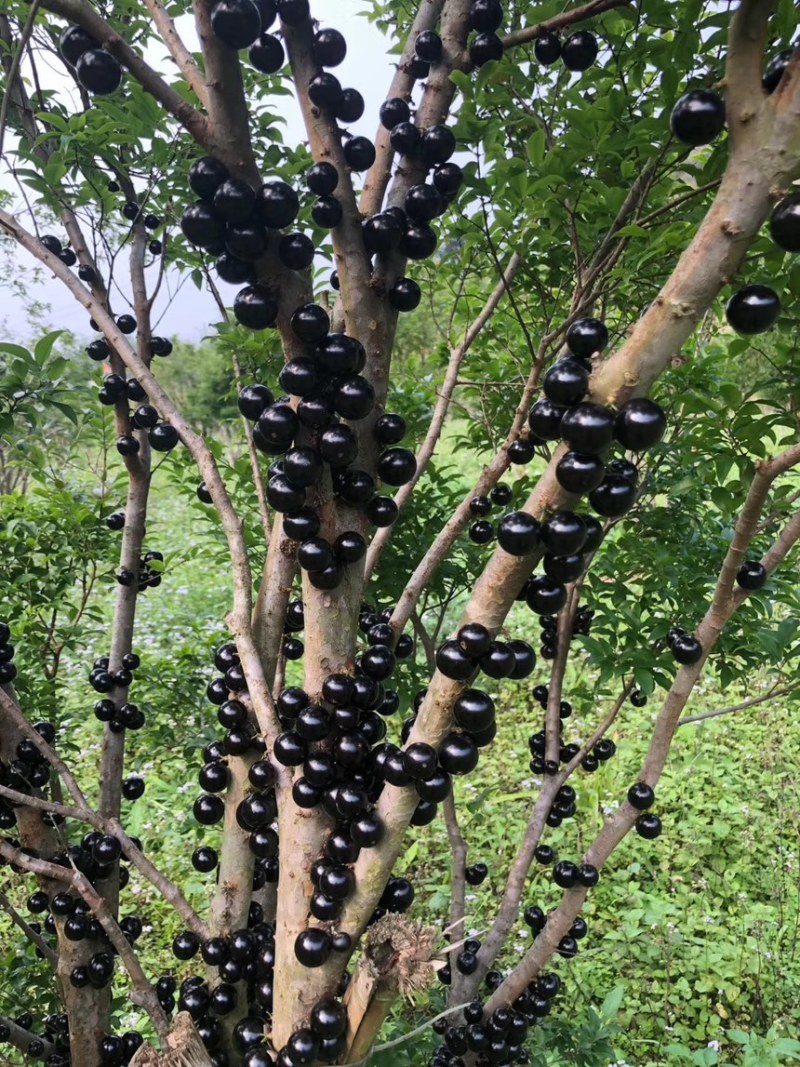 沙巴嘉宝果批发（自家果园种植）