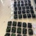 沙巴嘉宝果批发（自家果园种植）