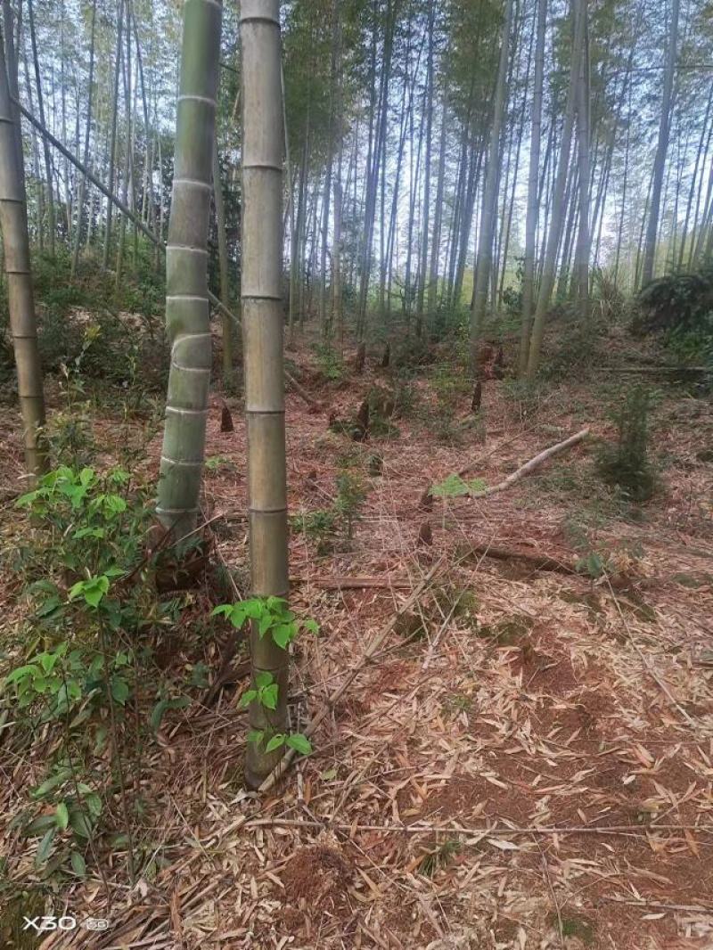 浙江衢州雷笋，竹笋大量供应，新鲜采挖，量大从优，保质保量