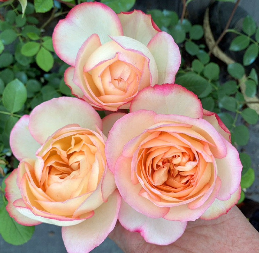 三色月季花朵呈现出红、粉、白三种颜色渐变,花瓣层次分明 三色月季花朵特写
