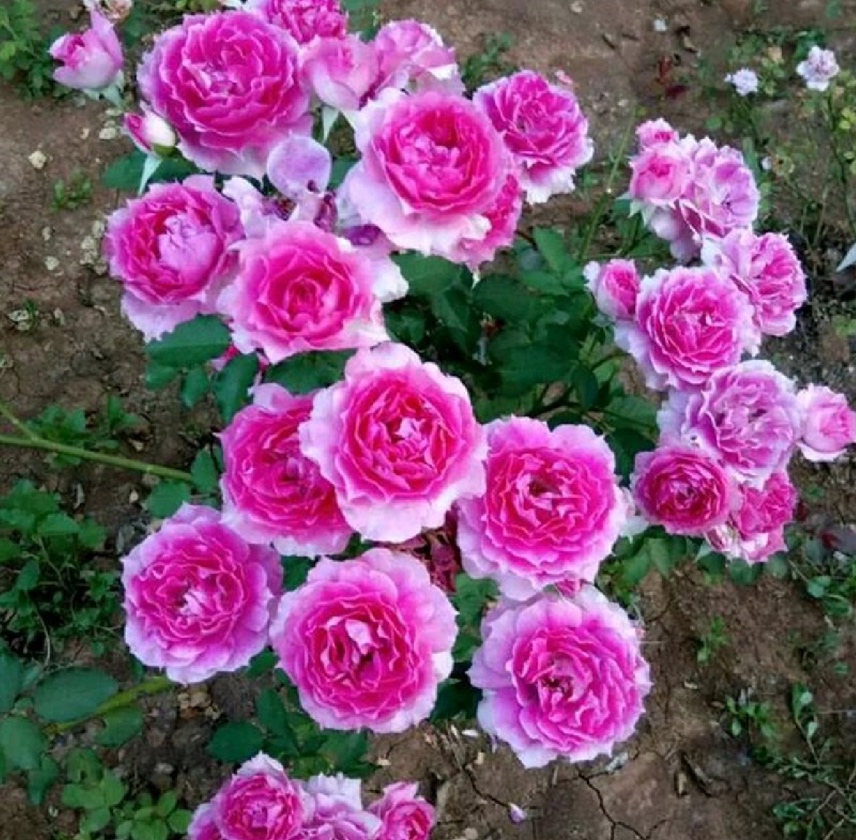 大花月季盛开特写