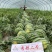 秀都二号西瓜种子品质超美都8424麒麟西瓜种甜度高大红瓤