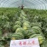 鼎优秀都二号西瓜种子中早熟麒麟西瓜种大红瓤瓜个大抗