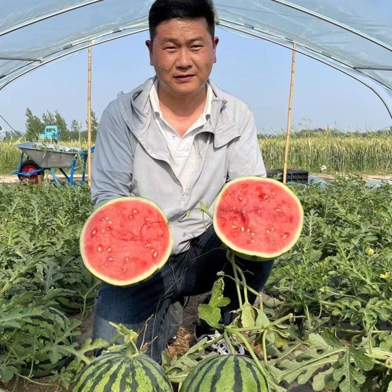 鼎优秀都二号西瓜种子中早熟麒麟西瓜种大红瓤瓜个大抗