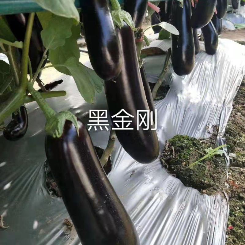 航丰种业黑金刚茄子种子绿把绿萼果肉白色果型顺直墨黑色茄子