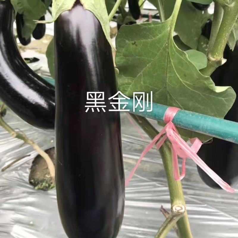 航丰种业黑金刚茄子种子绿把绿萼果肉白色果型顺直墨黑色茄子