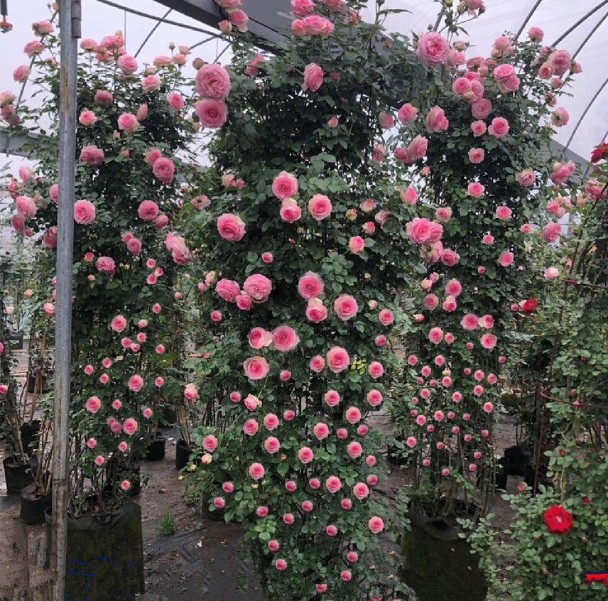 藤本月季开花特写镜头