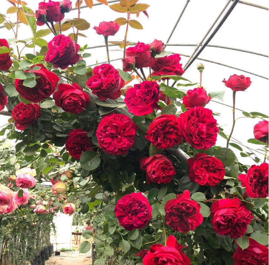 庞巴度月季与藤本月季对比图