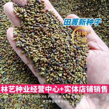 田菁种子护坡绿化改善土壤果园绿肥草种子四季牧草籽田青