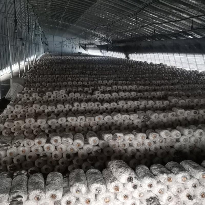 山东头茬蘑菇大量上市，需要的老板看过来，保证质量！