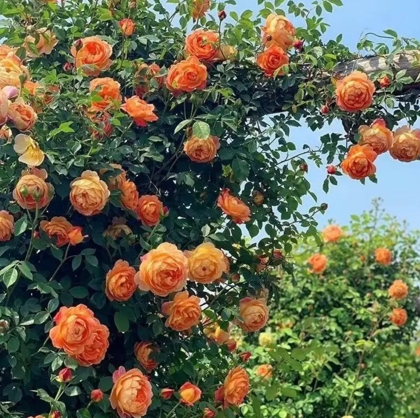 盛开的凌霄花,橙红色花朵挂在藤蔓上,背景为夏季庭院,阳光柔和 凌霄花盛开的场景
