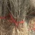 红木槿花小苗。代发货。保湿补水发货。成活率高包邮发货