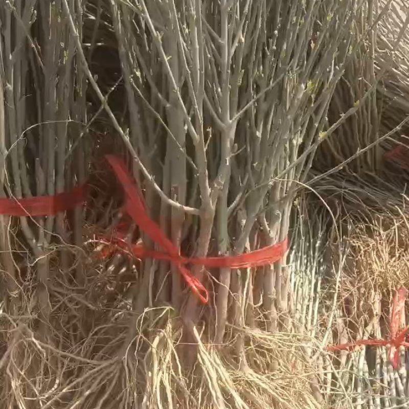 红木槿花小苗。代发货。保湿补水发货。成活率高包邮发货