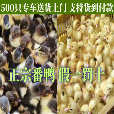番鸭苗包防疫包运输包成活率货到满意付款