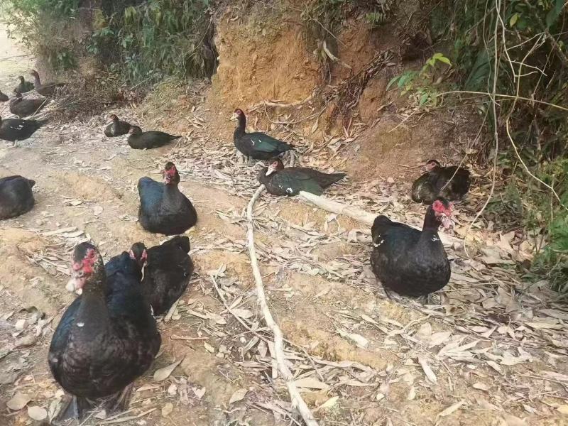 玉土公母鸭都有，170天，8.34斤