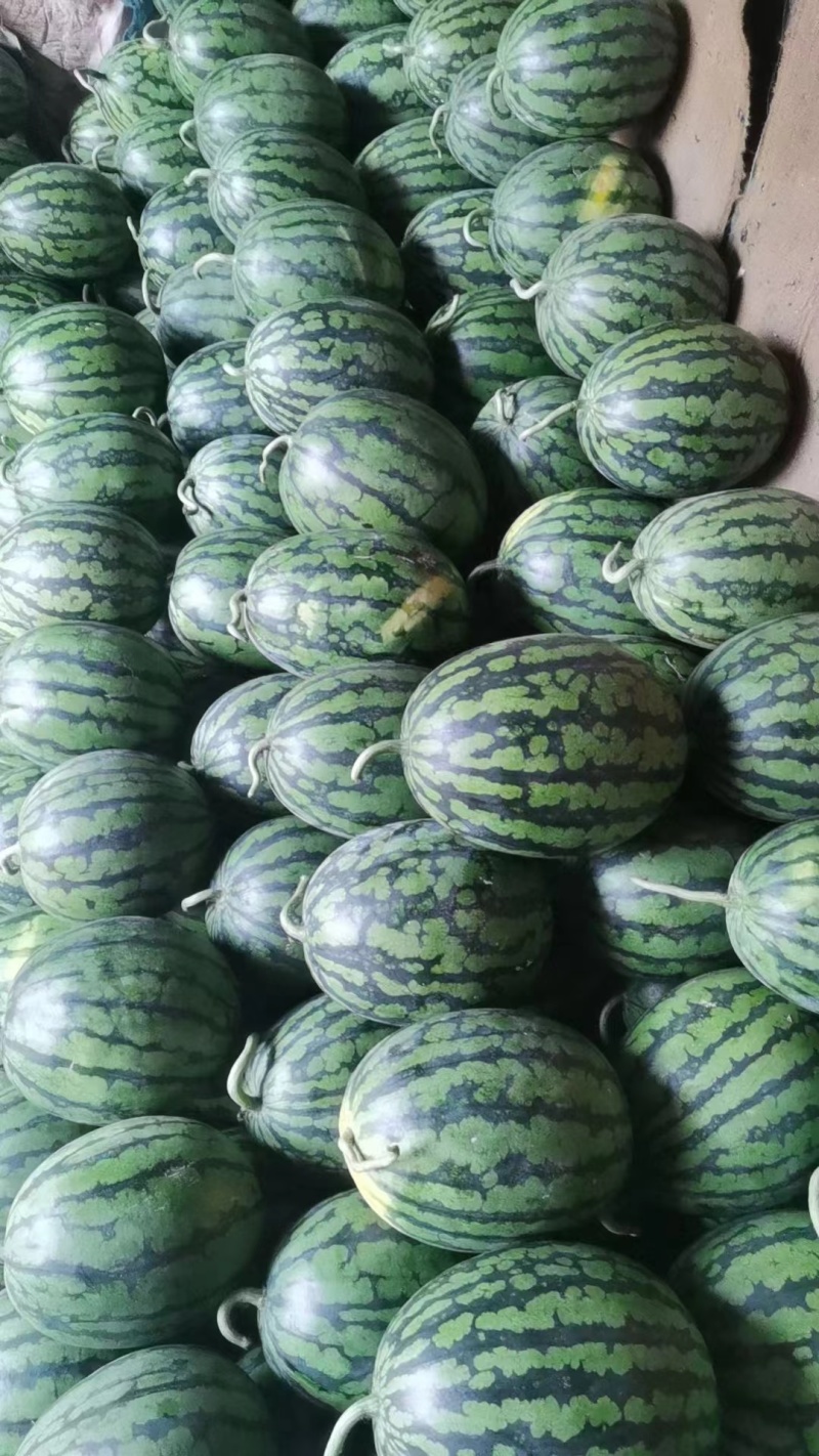 广西西瓜大量上市