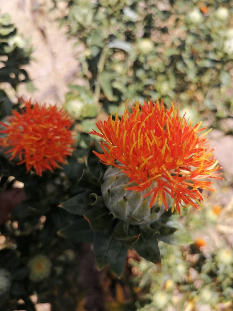 中药花类，红花