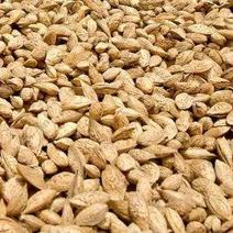 喀什地区莎车县的特产巴旦木自产自销无任何添加剂