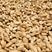 喀什地区莎车县的特产巴旦木自产自销无任何添加剂