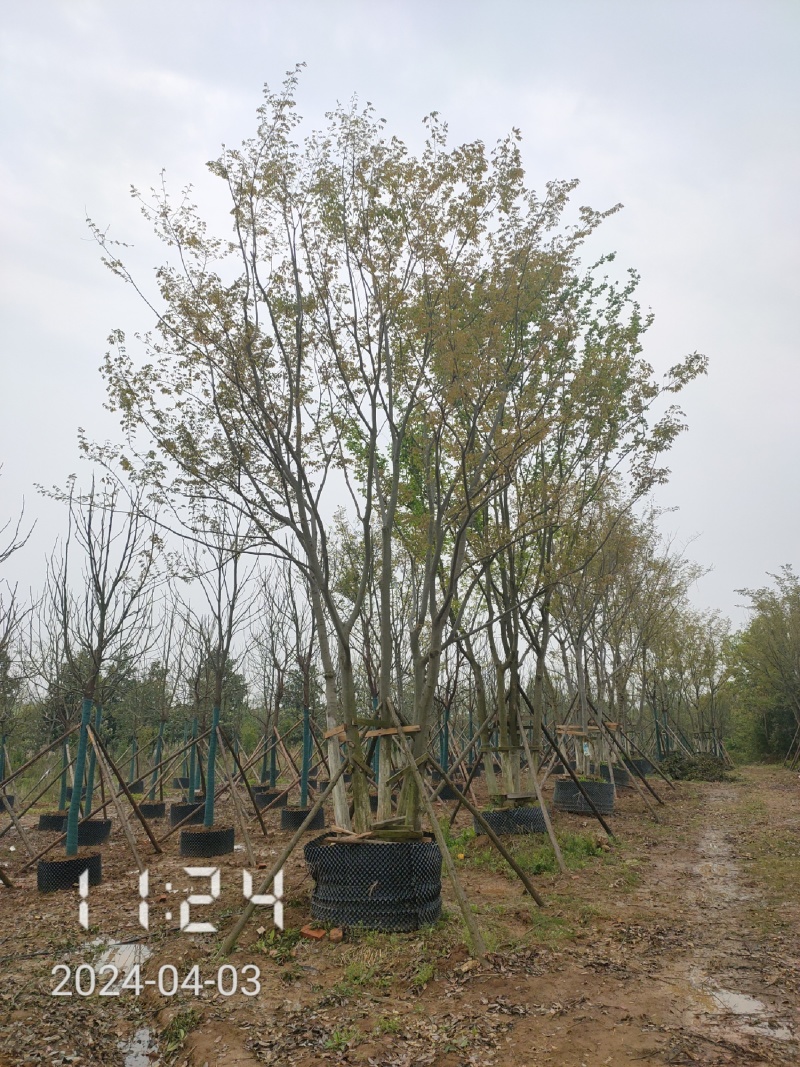 50公分以上的丛生朴树，朴树容器苗，湖北容器朴树