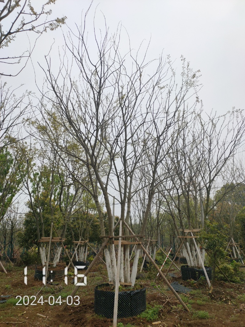 50公分以上的丛生朴树，朴树容器苗，湖北容器朴树