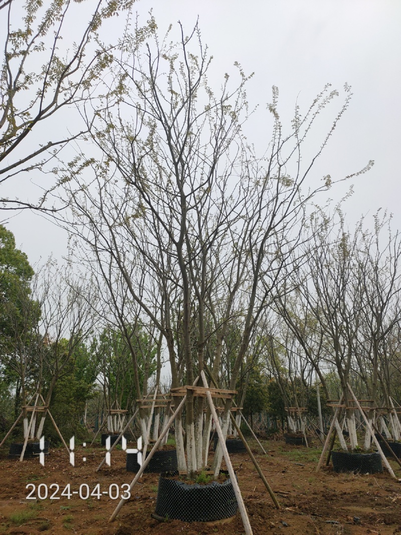 50公分以上的丛生朴树，朴树容器苗，湖北容器朴树