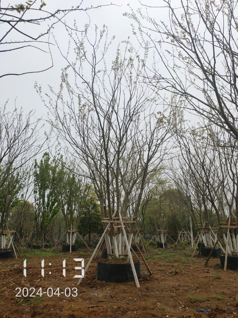 50公分以上的丛生朴树，朴树容器苗，湖北容器朴树