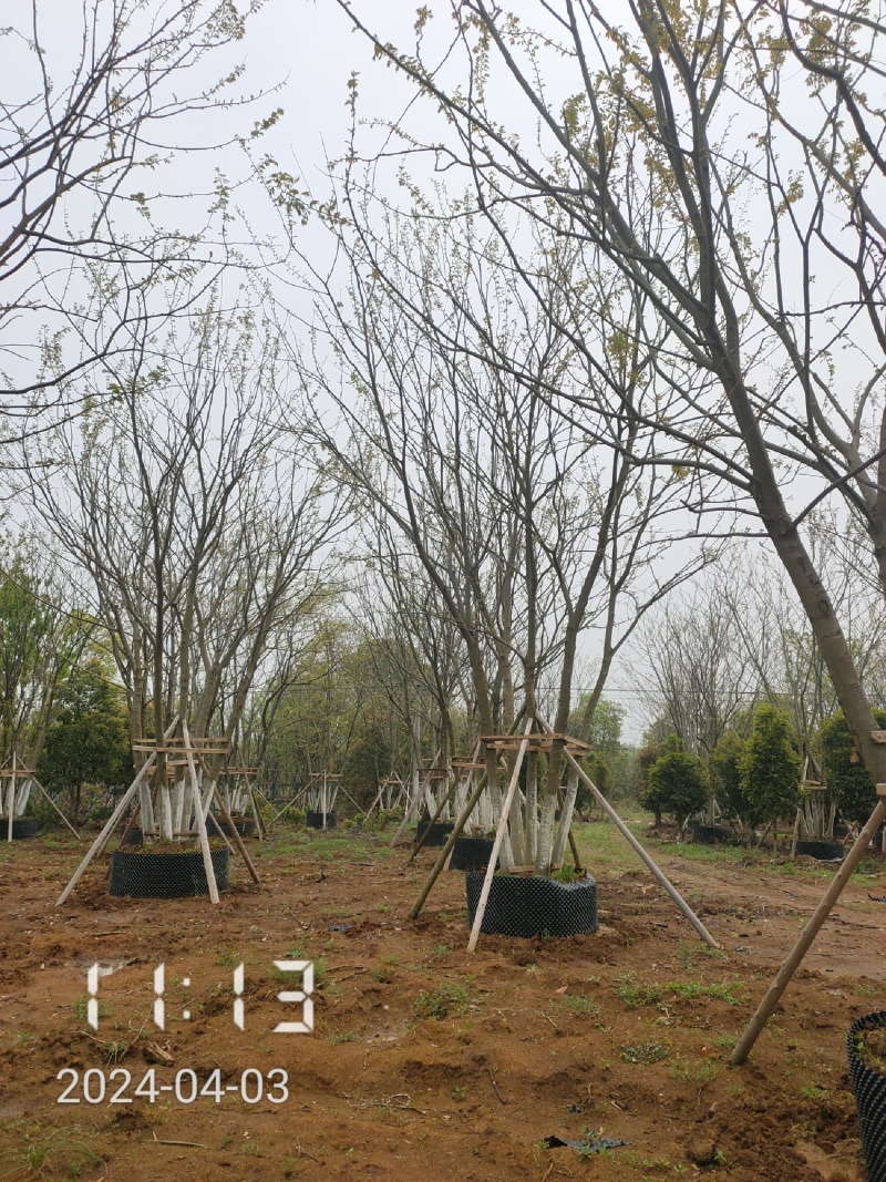 50公分以上的丛生朴树，朴树容器苗，湖北容器朴树