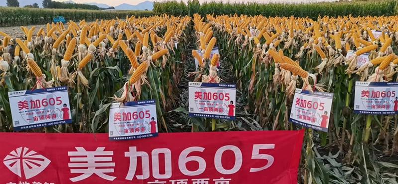 美加605优质玉米种，抗病高产一亩顶二亩耐旱棒大不秃尖
