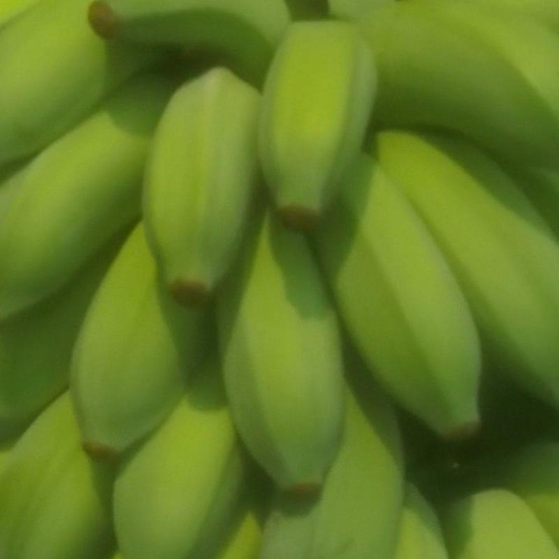 巴蕉