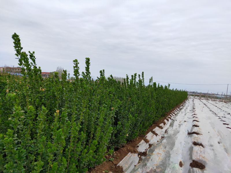 北海道黄杨基地大量供应货源充足有需要欢迎咨询采购