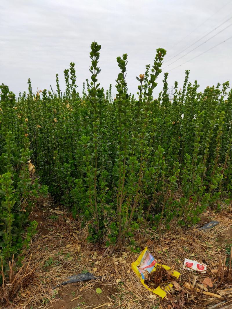 北海道黄杨基地大量供应货源充足有需要欢迎咨询采购