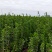 北海道黄杨基地大量供应货源充足有需要欢迎咨询采购