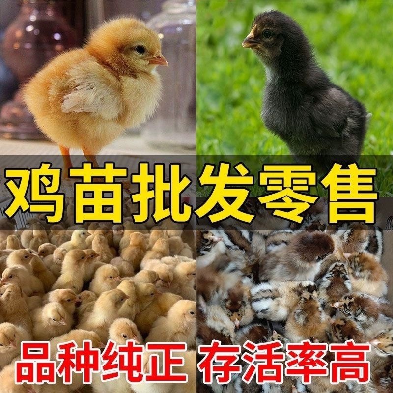 三黄鸡苗包防疫包运输包成活率货到满意付款诚意经营服务